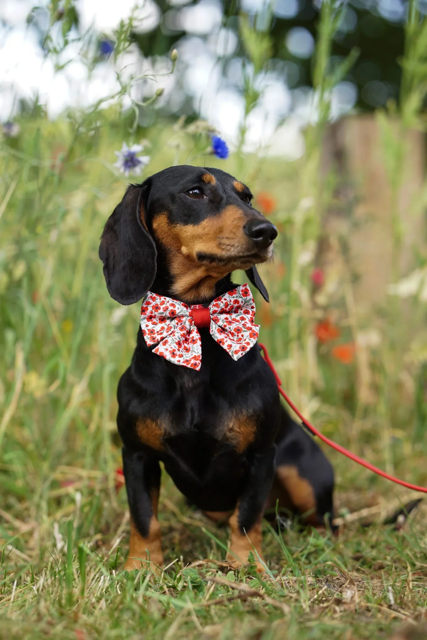 PaintedPoppiesBoxDaschund.webp