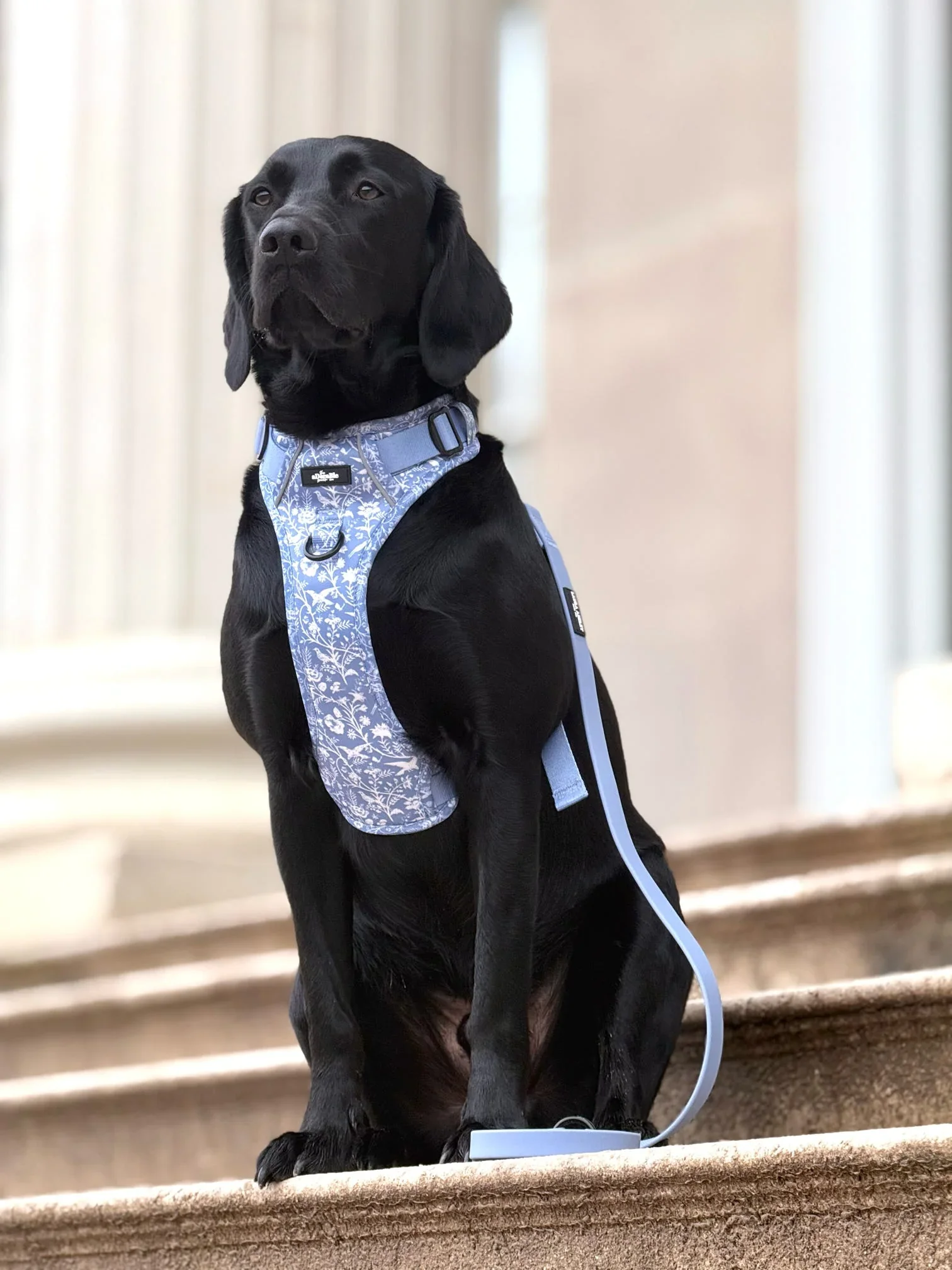 ShepherdsPurseBlackLab.webp