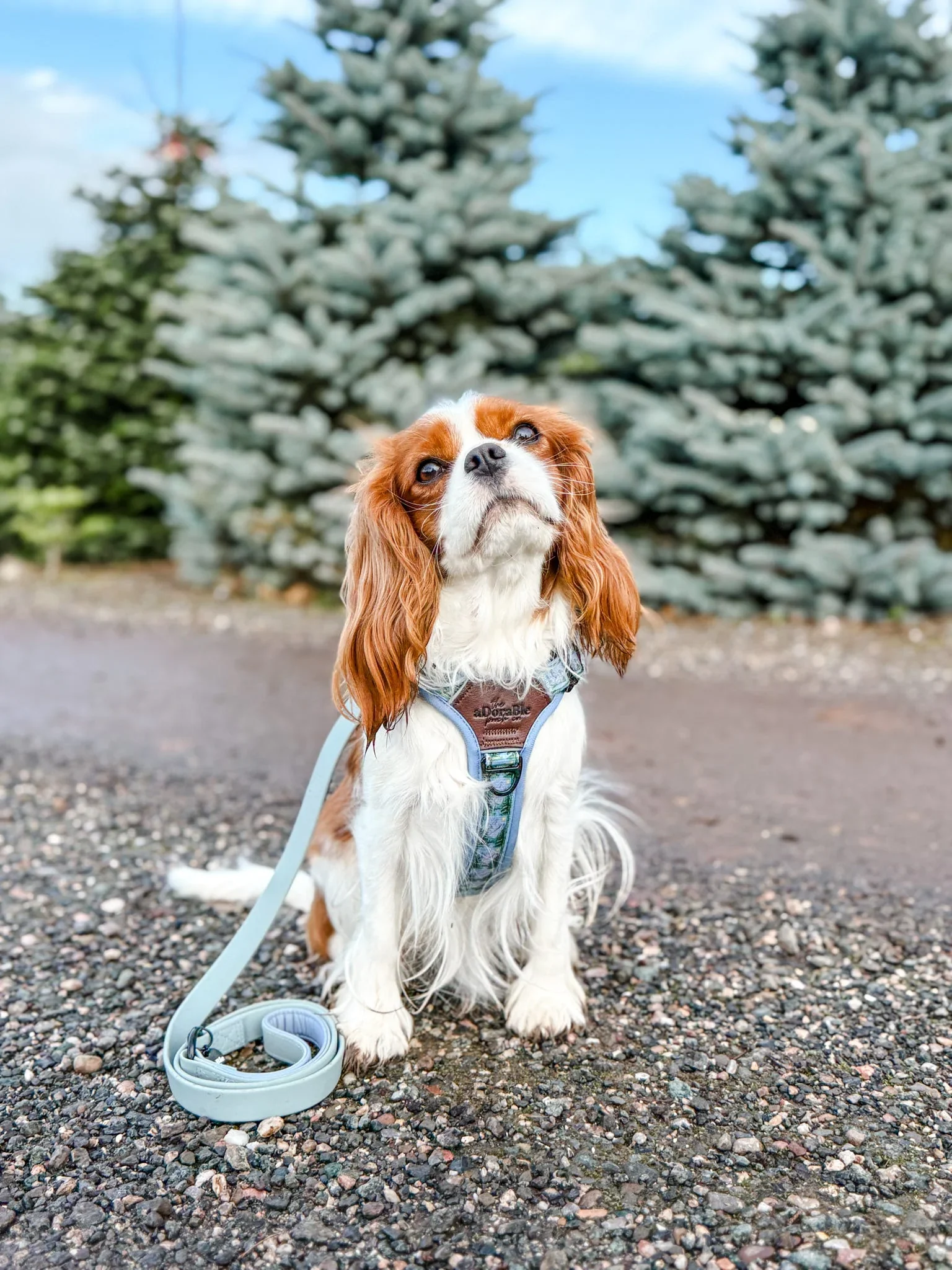 HydroFlex™ Waterproof Dog Lead – Sky Blue by The aDoraBle Pooch Company