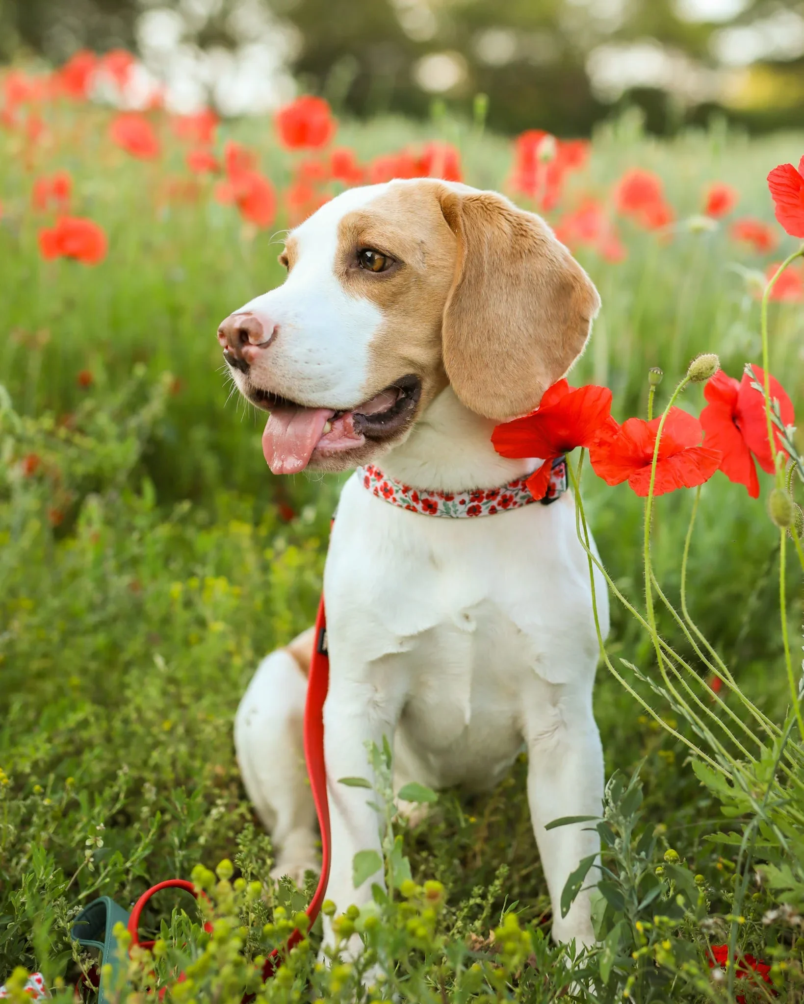 PaintedPoppiesCollarBeagle.webp