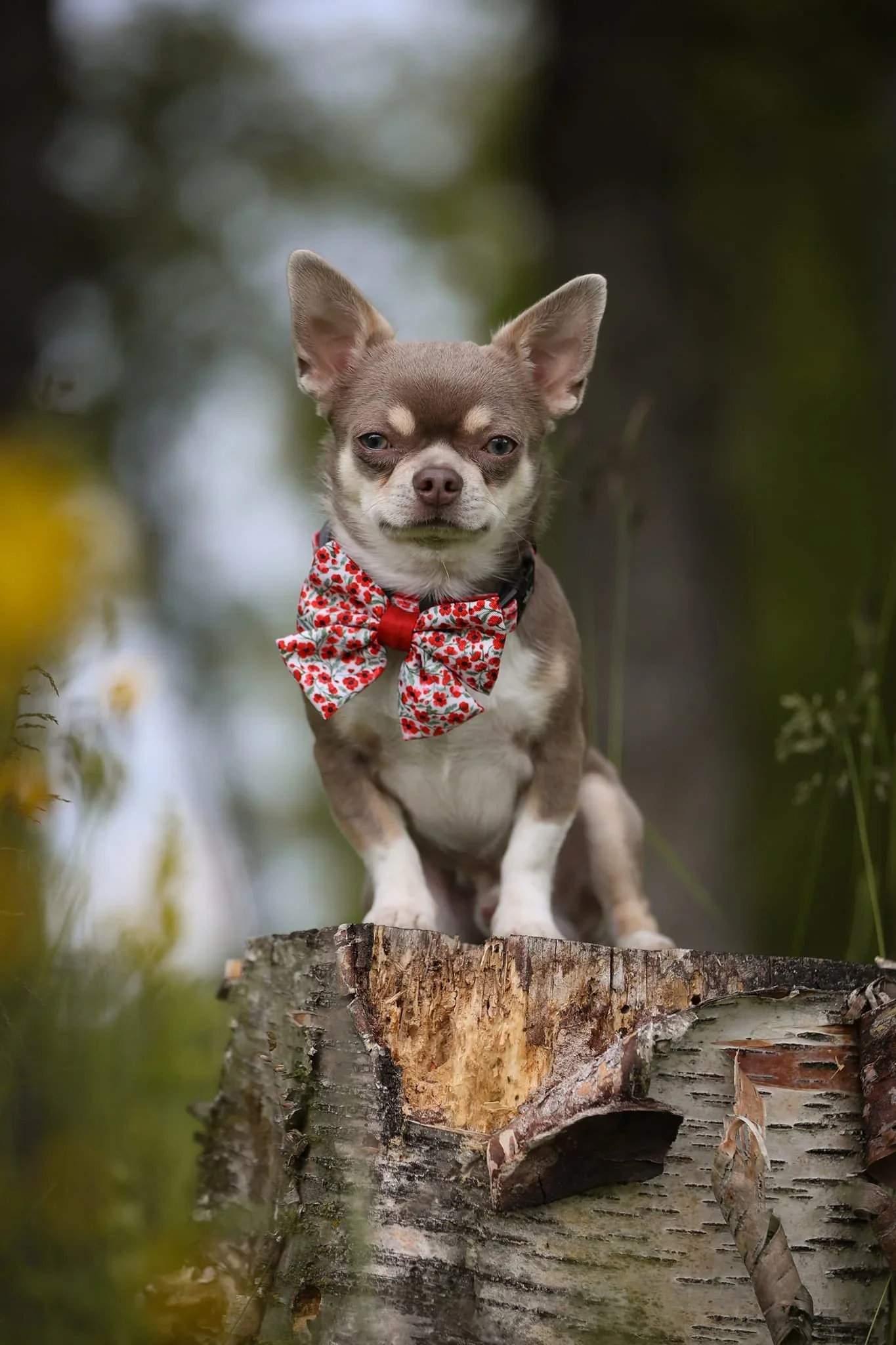 PaintedPoppiesBoxChih.webp