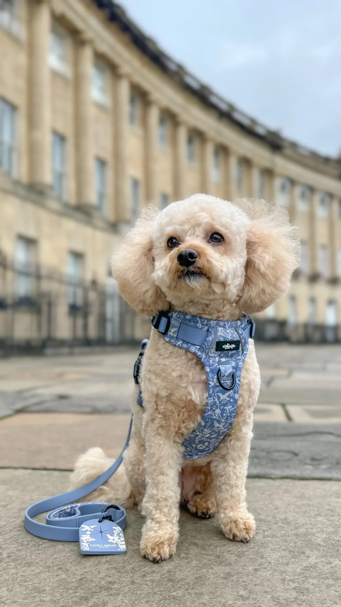 Hike & Go™ Harness – Shepherd's Purse by The aDoraBle Pooch Company