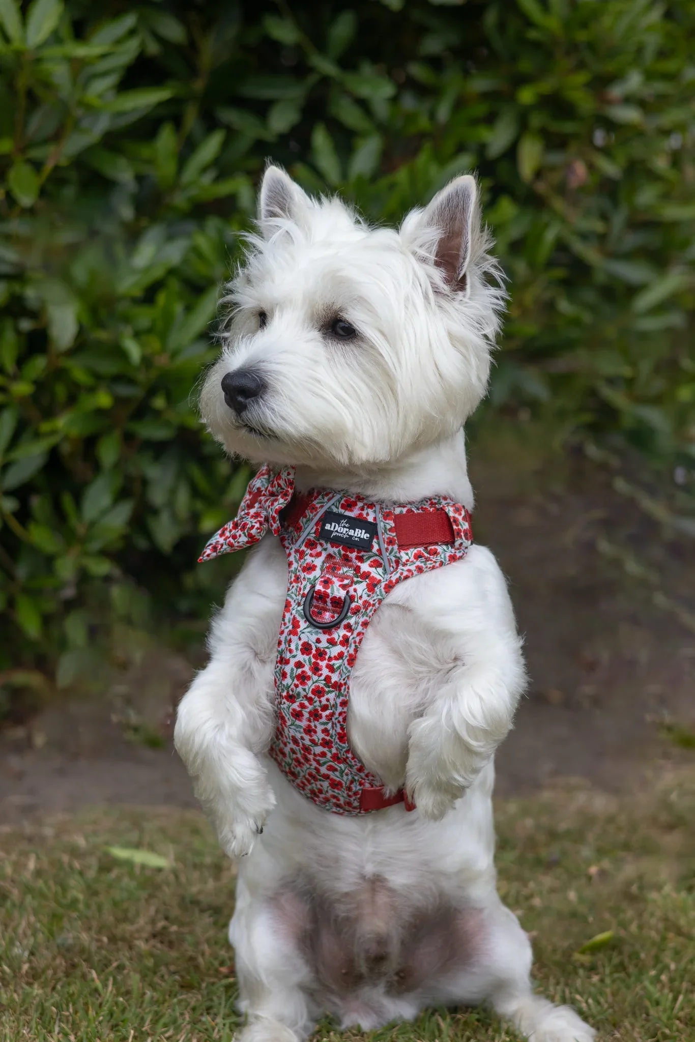 PaintedPoppiesWHterrier.webp