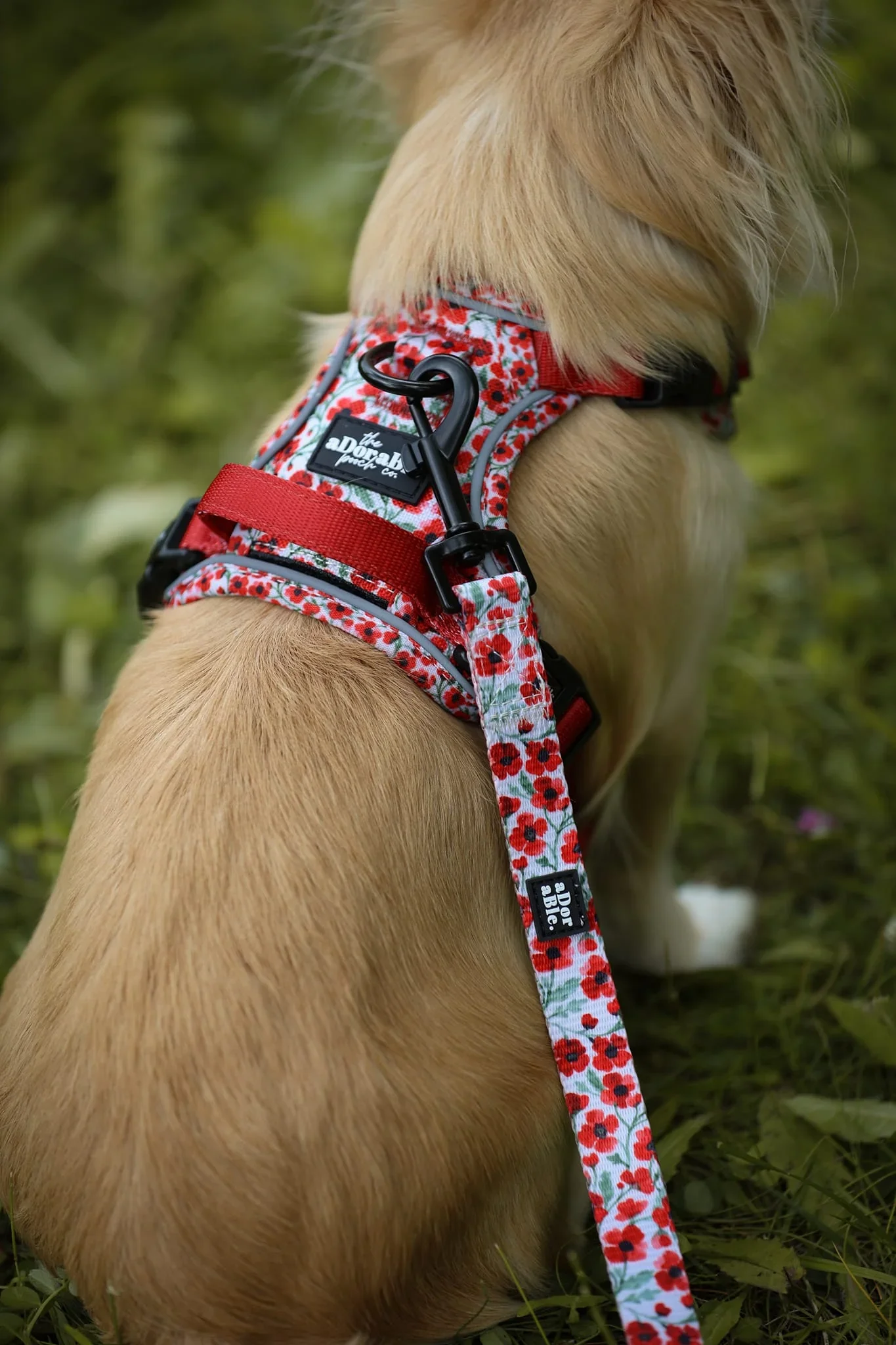 PaintedPoppiesLeadwithHarness.webp
