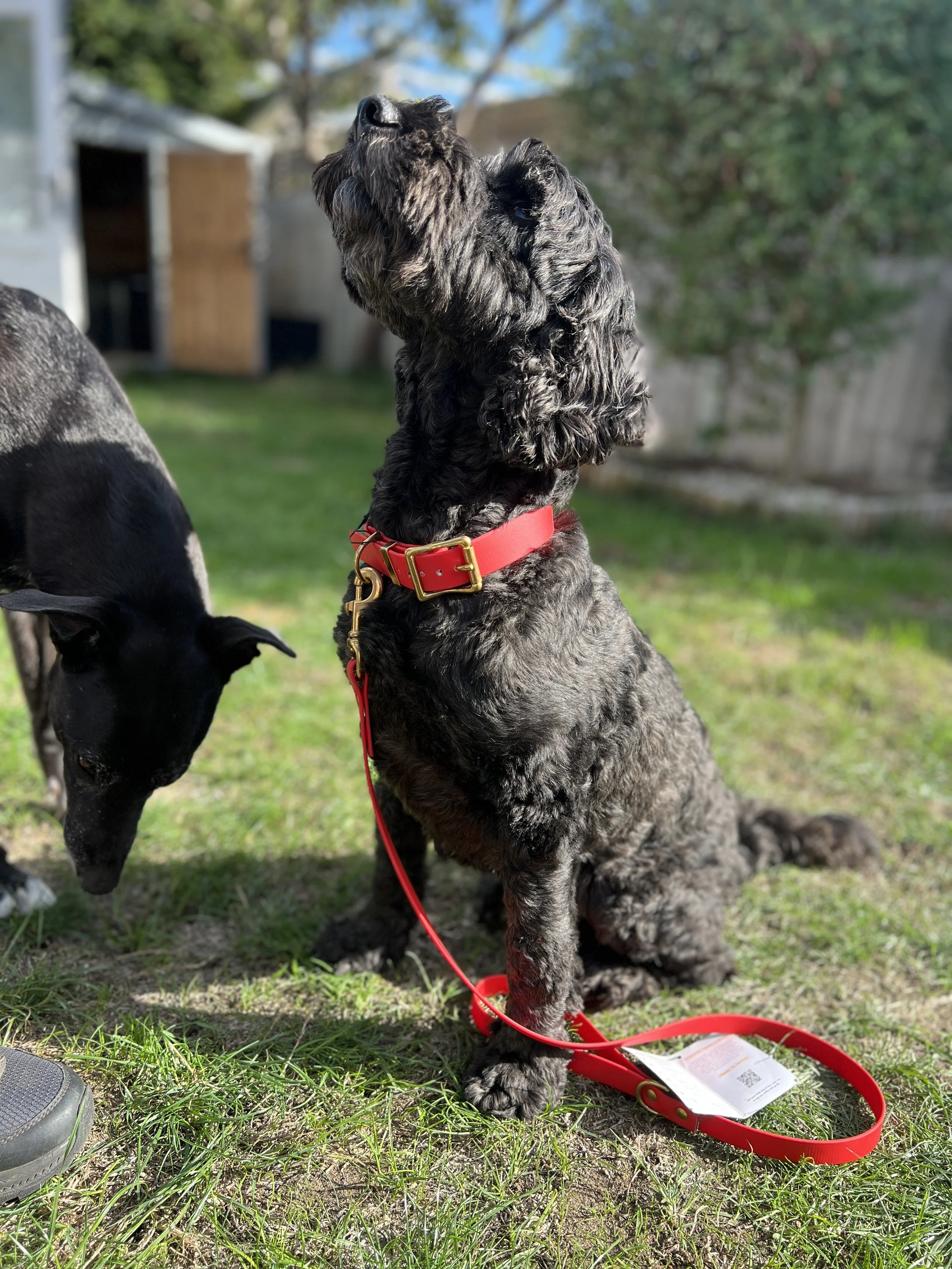 All Weather Biothane® Dog Lead by Storeys & Tails - Red