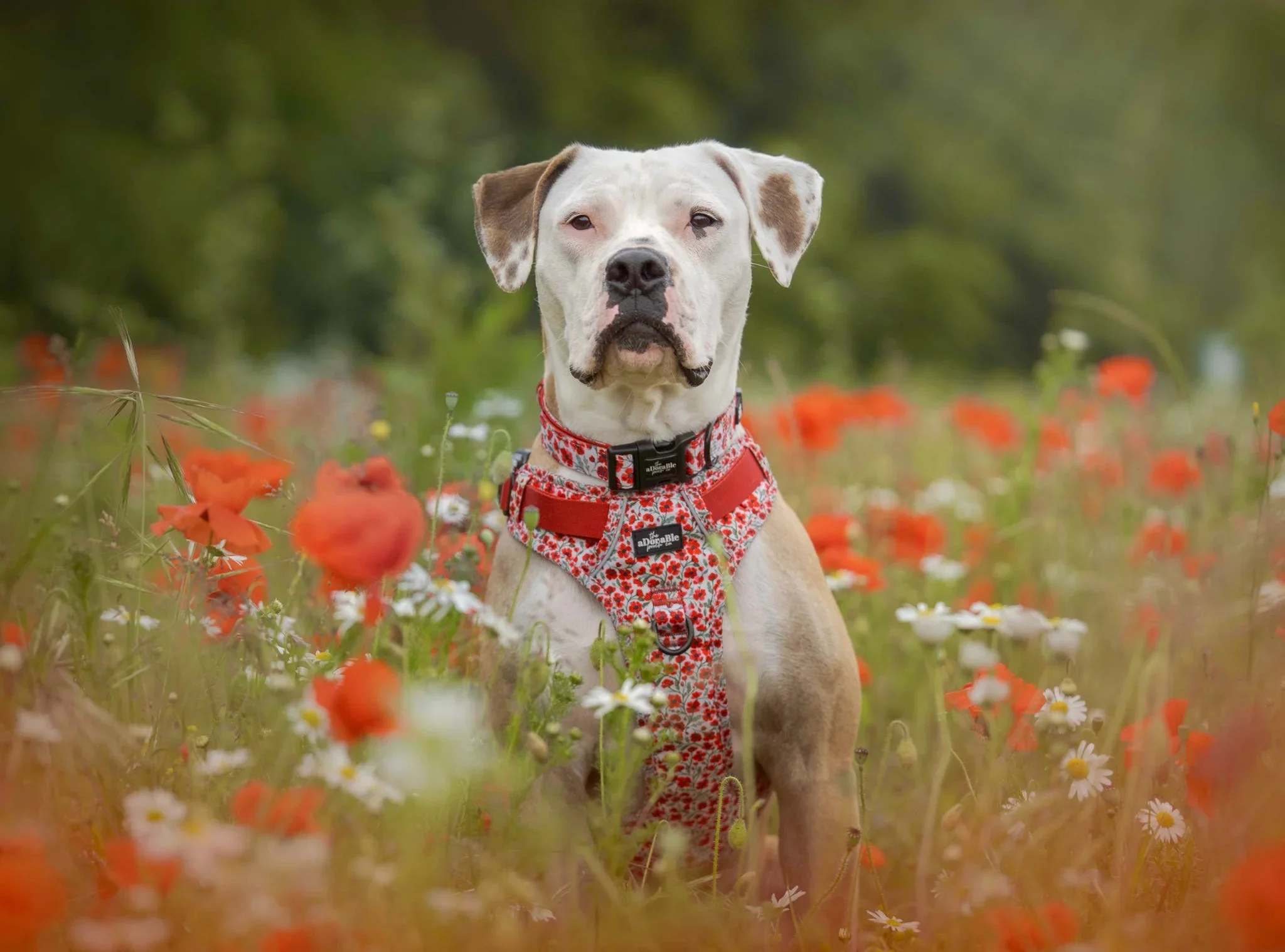 PaintedPoppiesDog.webp