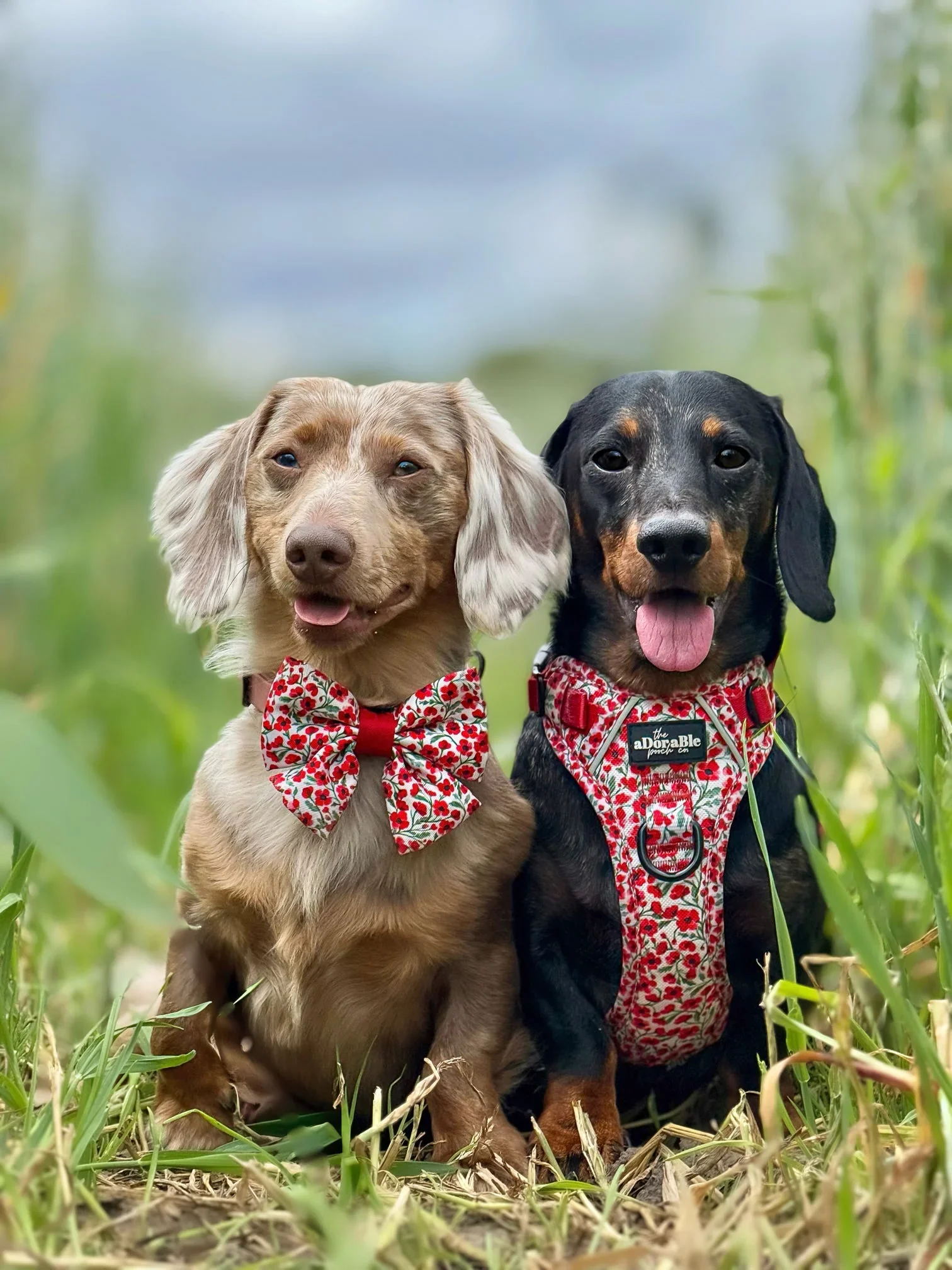 PaintedPoppiesBoxDaschiePair.webp