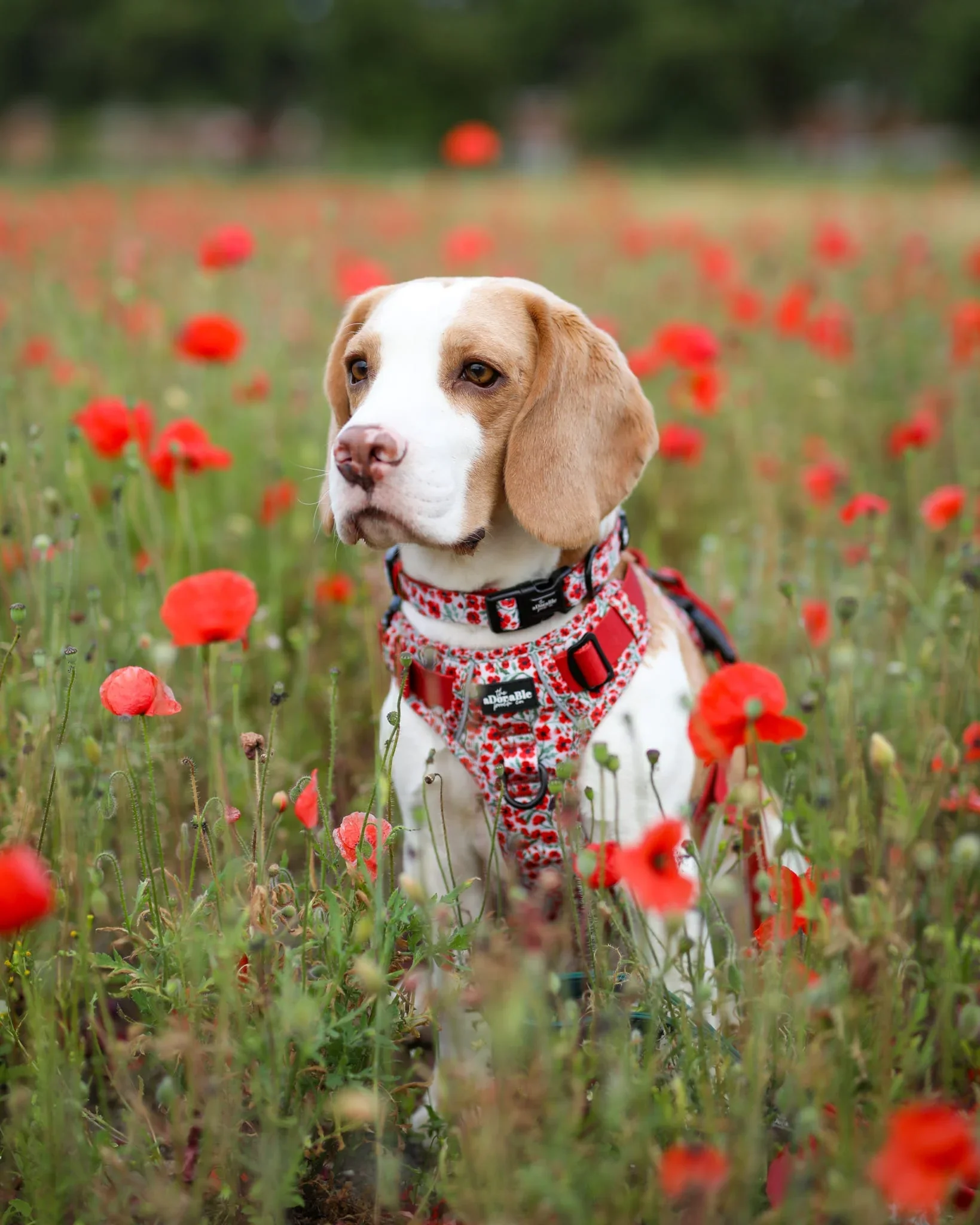 PaintedPoppiesBeagle.webp