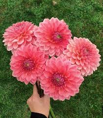 Dahlia Askwith Minnie