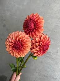 Dahlia Orange Globe