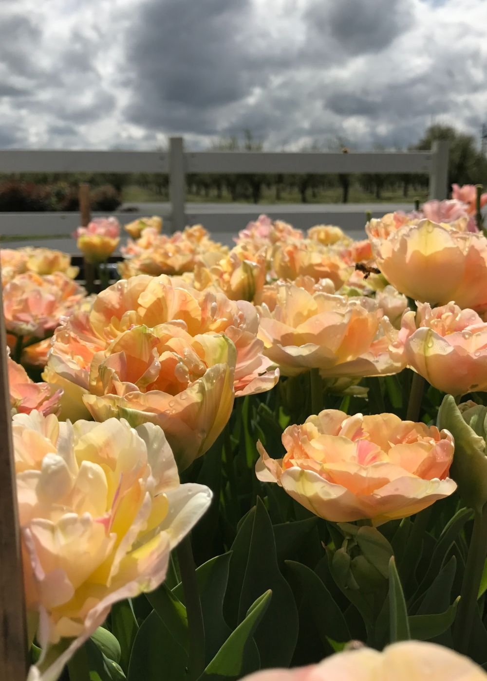 Tulip Double Charming Lady