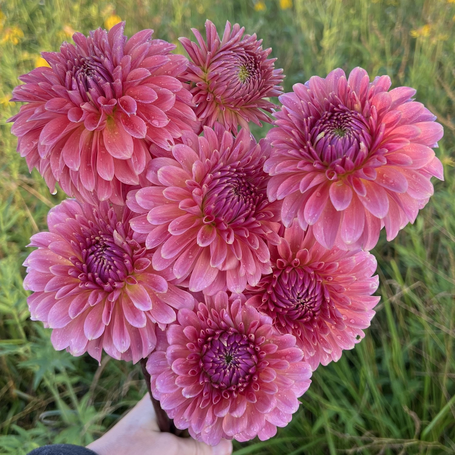 Dahlia Clearview Patana