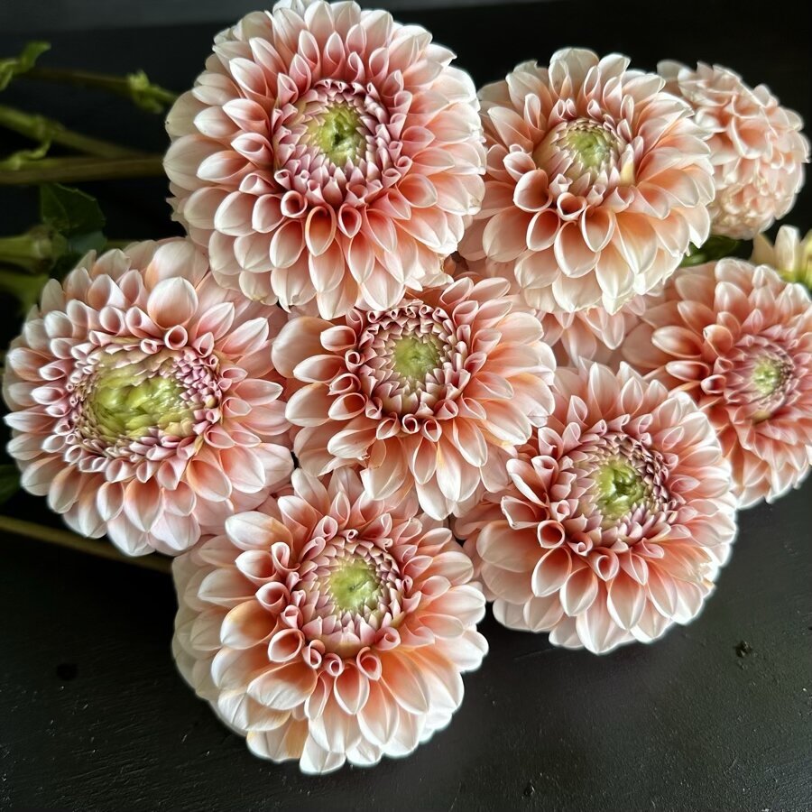 Dahlia Lee's Hopscotch