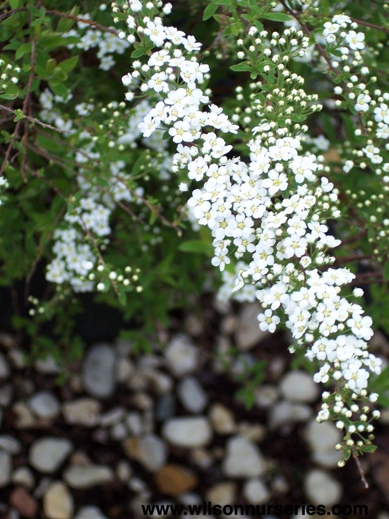 Spirea Grefsheim
