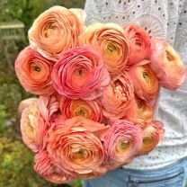 Ranunculus Elegance Salmon 06