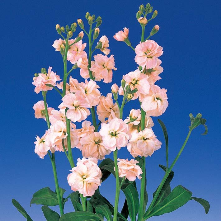 Stock Quartet Apricot