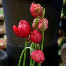 Tulip Double Renown Unique