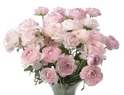Ranunculus Romance Maillane
