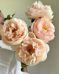 Peony Pastelegance