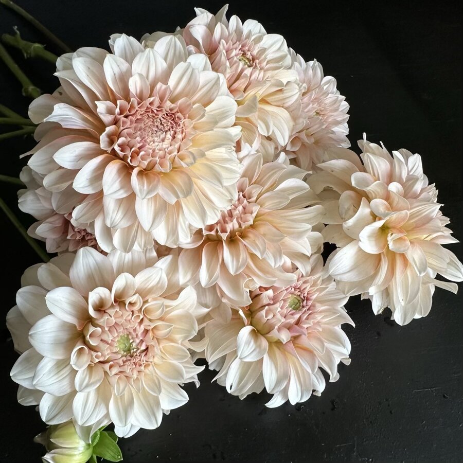 Dahlia Lee's Chloe