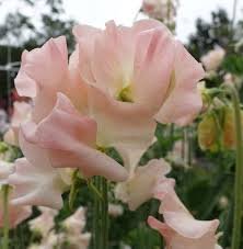 Sweet Pea Heaven Scent