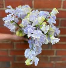 Sweet Pea Cilla