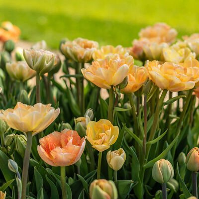 Tulip Double Charming Beauty
