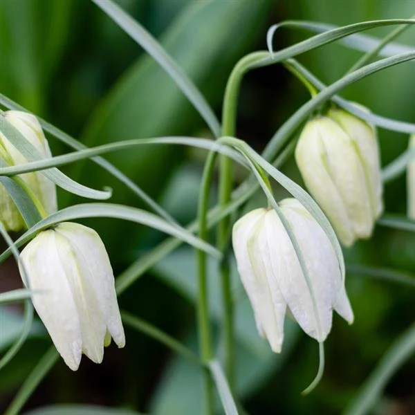 Fritillaria Meleagris Alba.jpg