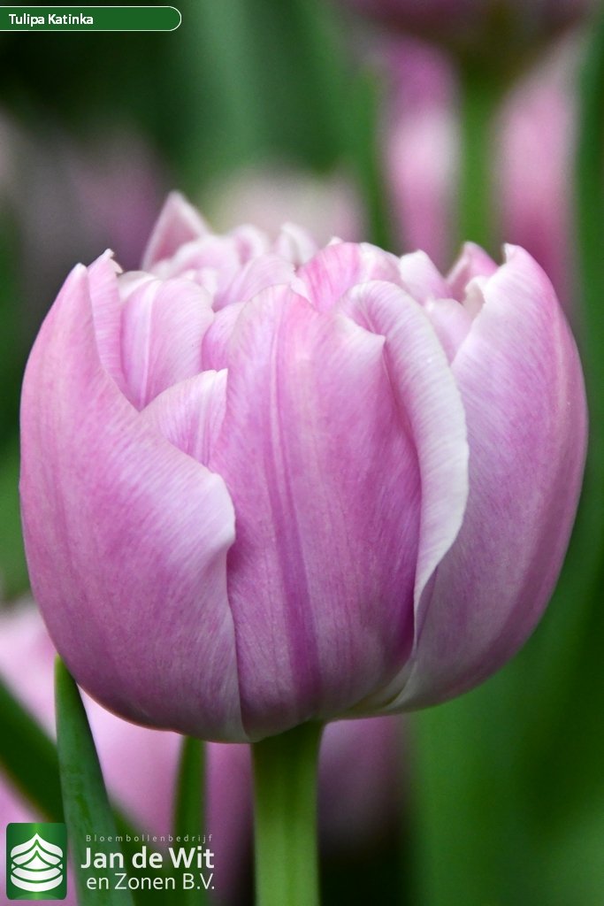 Tulip Double Katinka