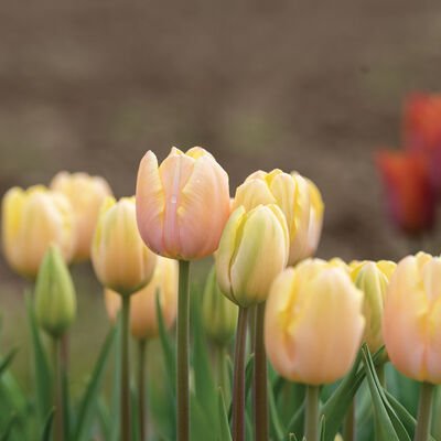 Tulip Single Mango Charm