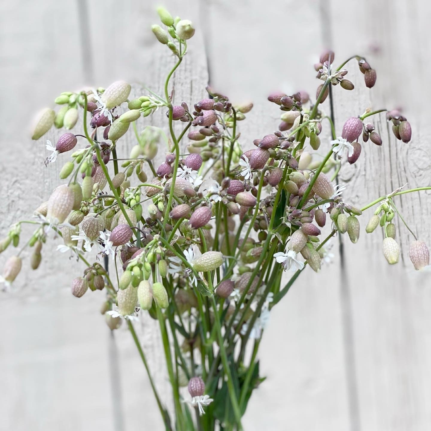 Silene Blushing Lantern