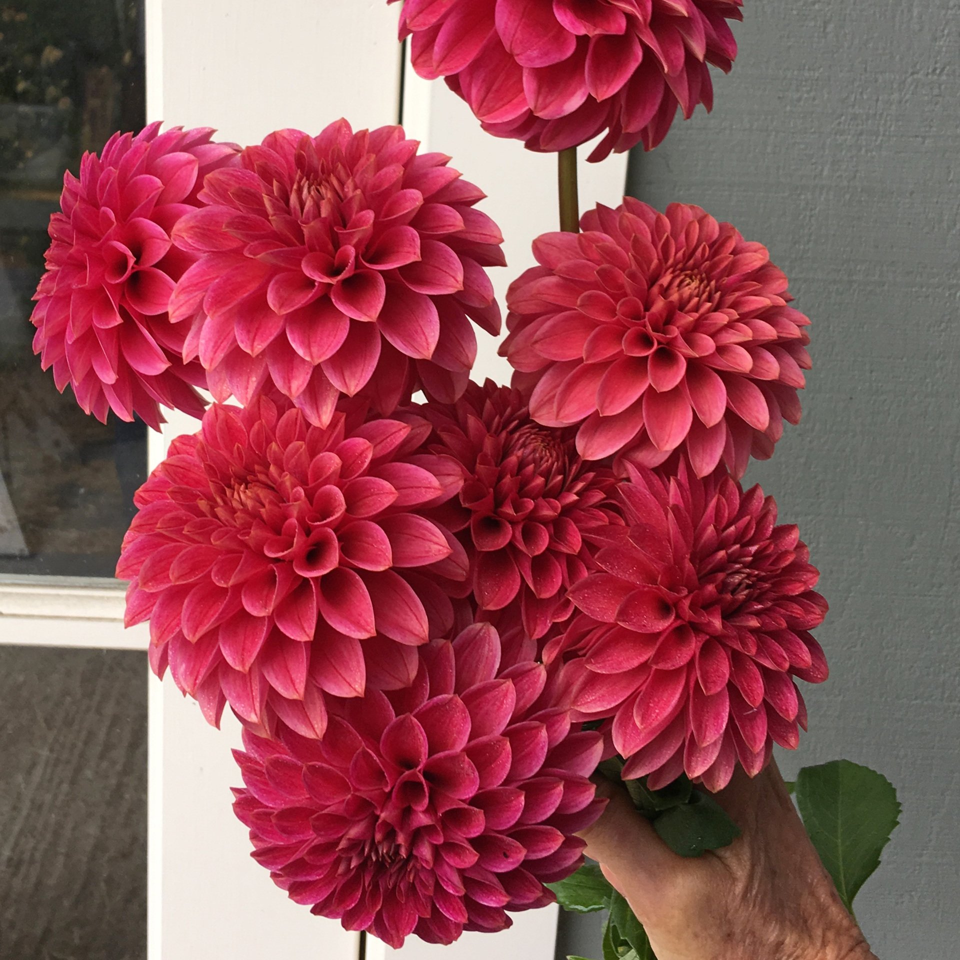 Dahlia KA's Rosie Jo