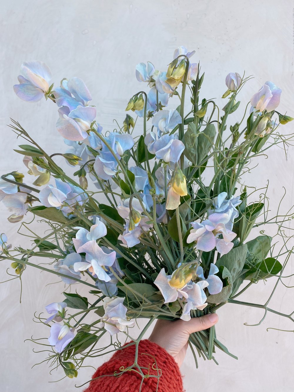 Sweet Pea Lunar Blue