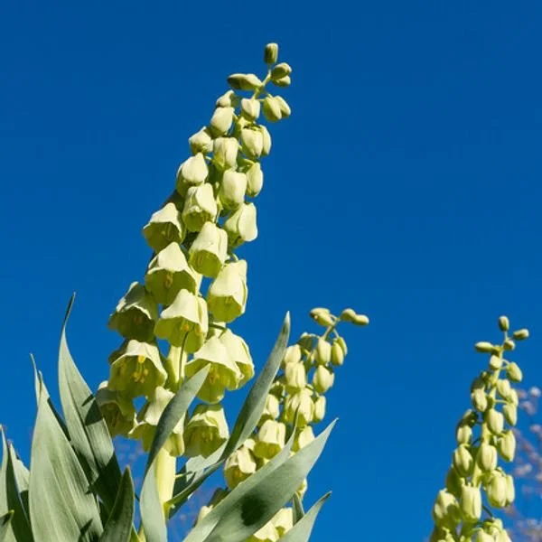 248348-MR-Fritillaria-Ivory-Bells_300x_crop_w96_h67_t3_l2@2x.jpg