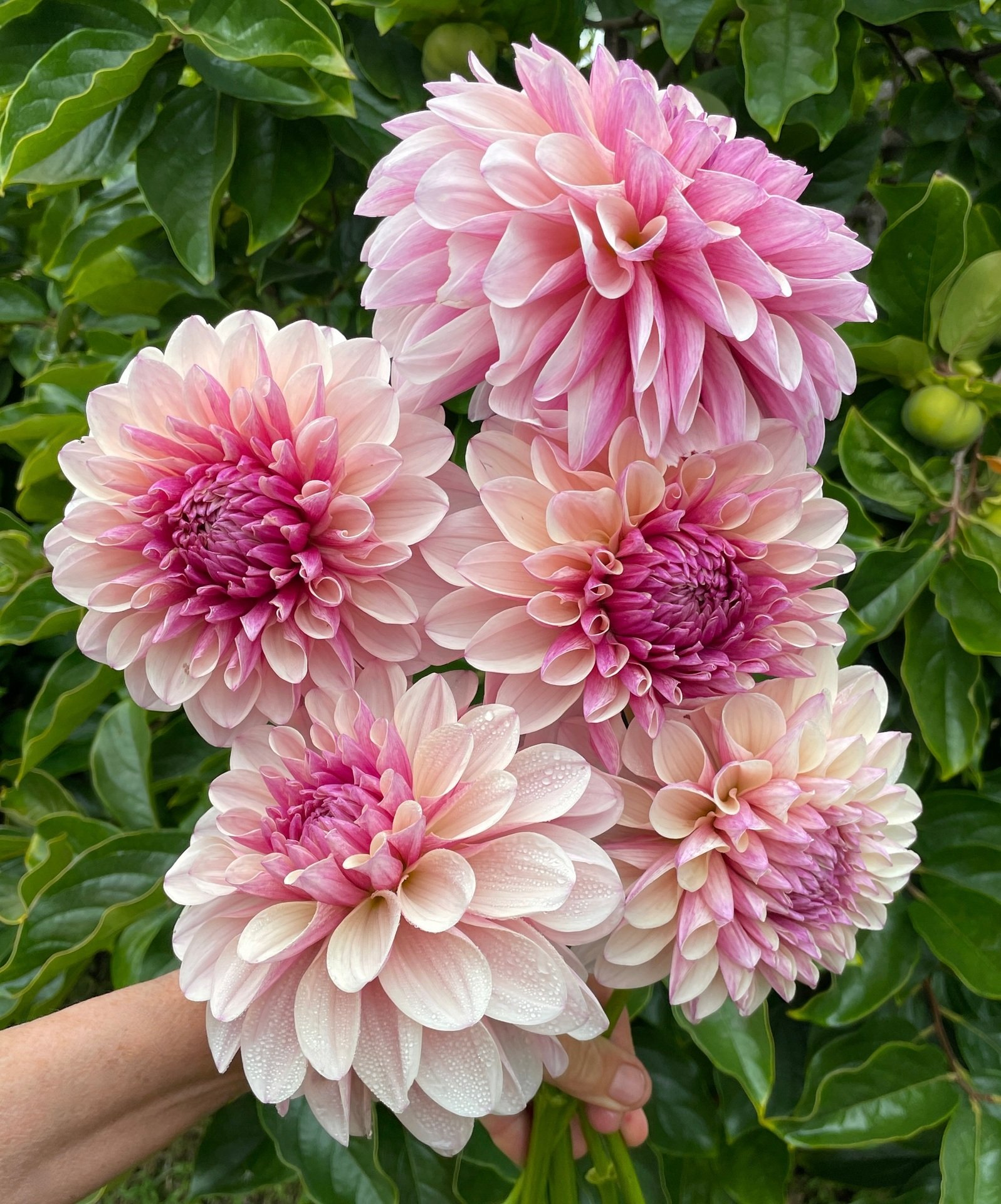Dahlia KA's Penny Lane