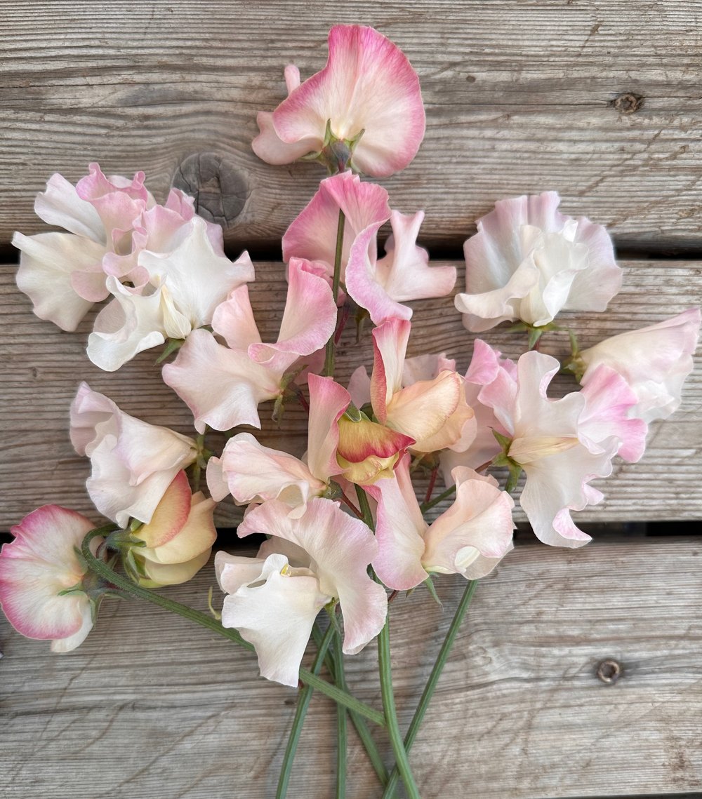 Sweet Pea Mollie Rilstone