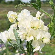 Sweet Pea Jilly