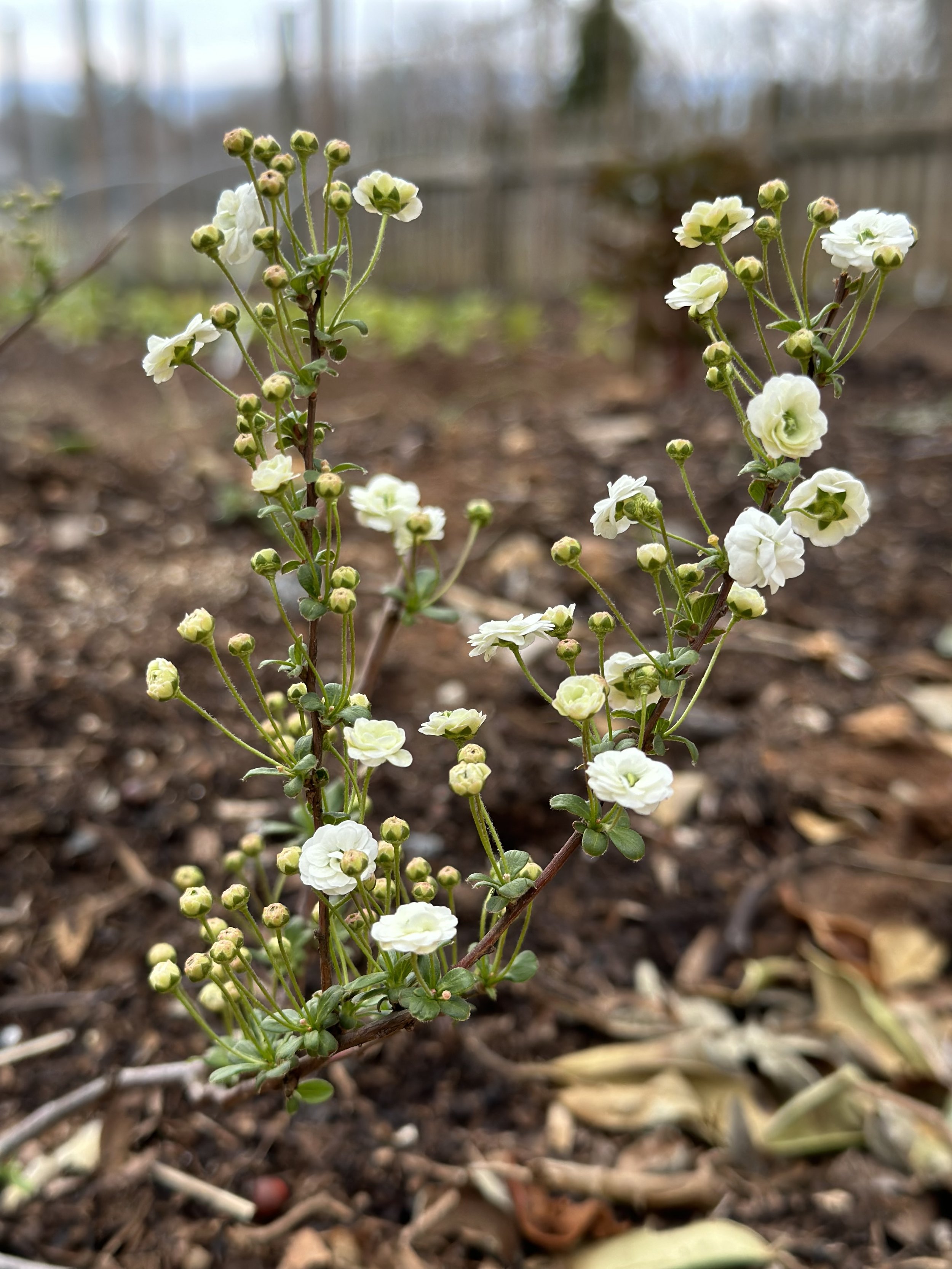 Spirea Bridal Wreath