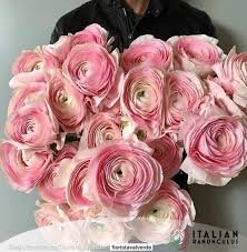 Ranunculus Cloni Success Favola