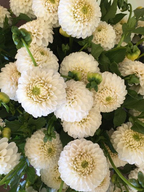 Dahlia Ryecroft Jan