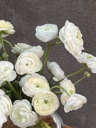 Ranunculus Elegance Bianco 200B
