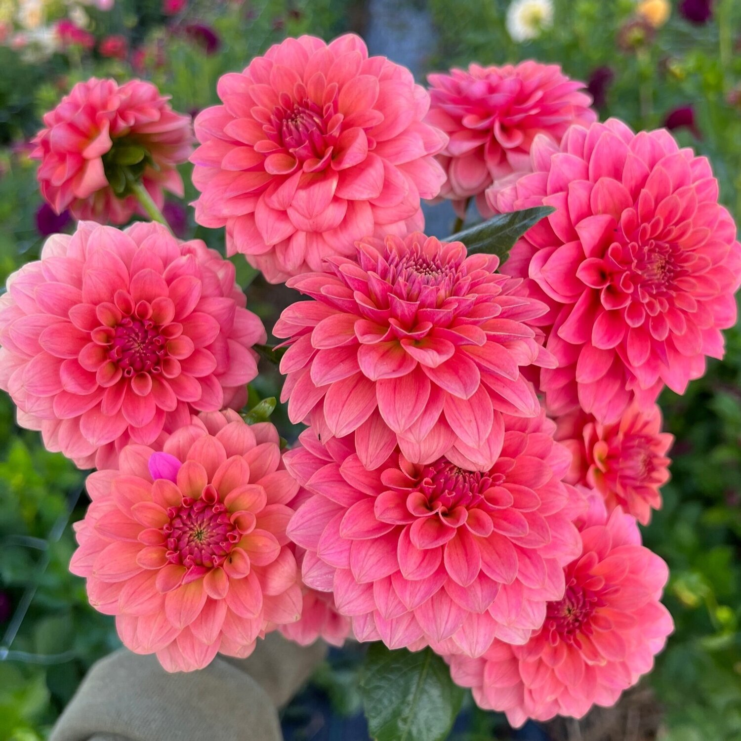 Dahlia KA's Boho Peach