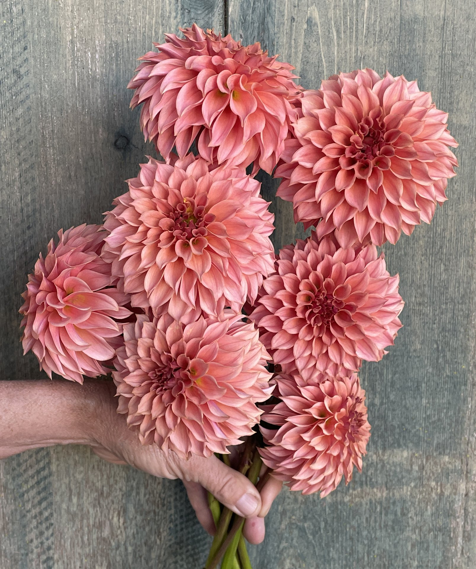 Dahlia KA's Coral Sea