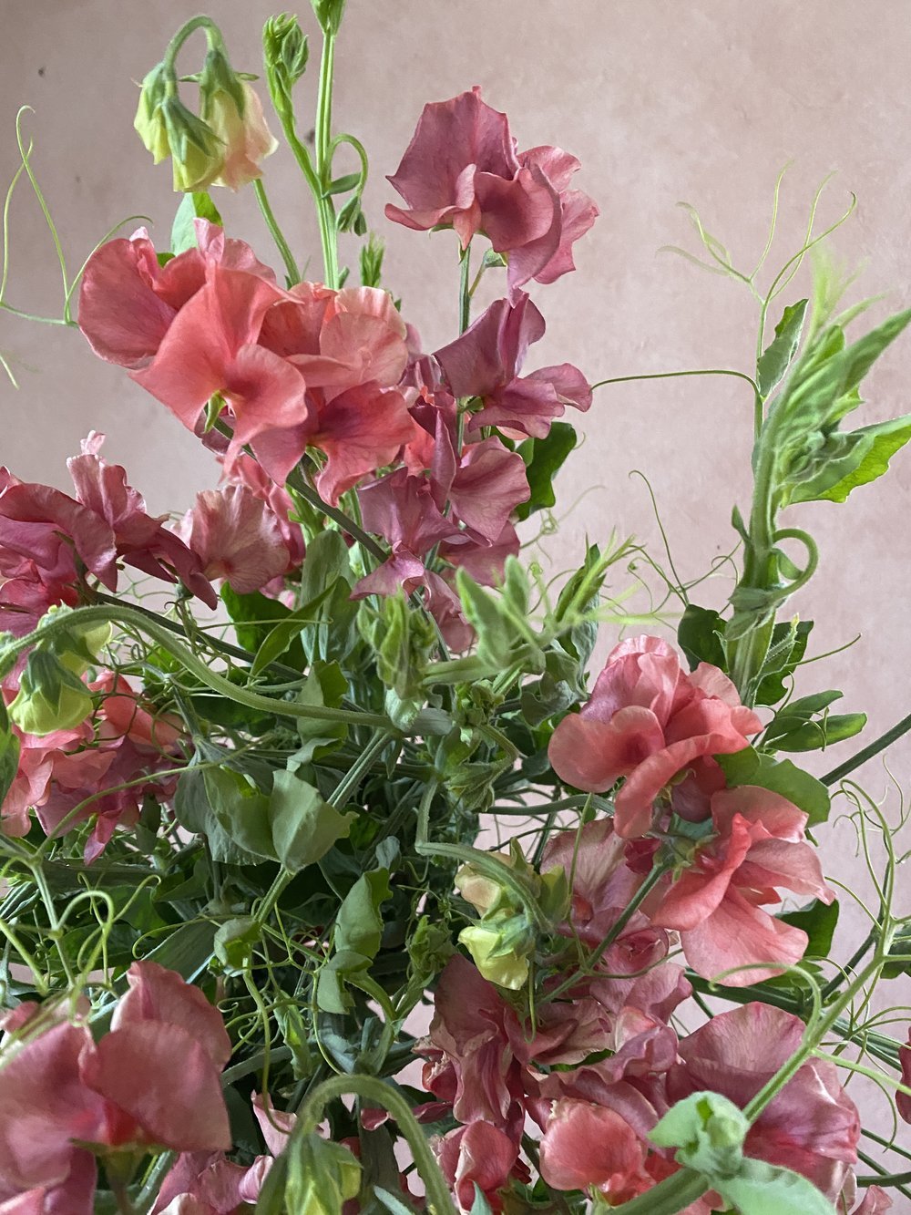 Sweet Pea King's ransom