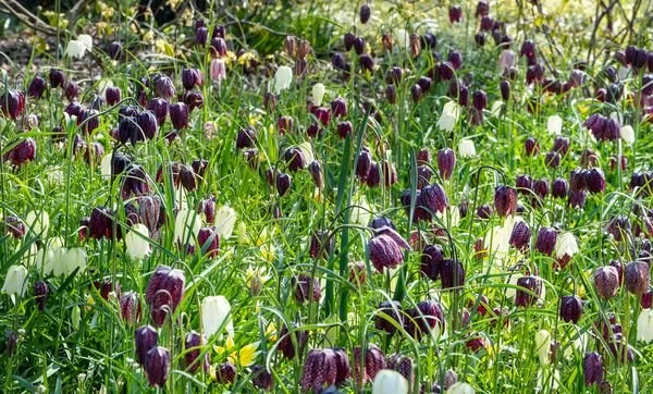 248325-MR-Fritillaria-meleagris-Mixed_300x@2x.jpg
