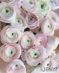 Ranunculus Cloni Success Hanoi