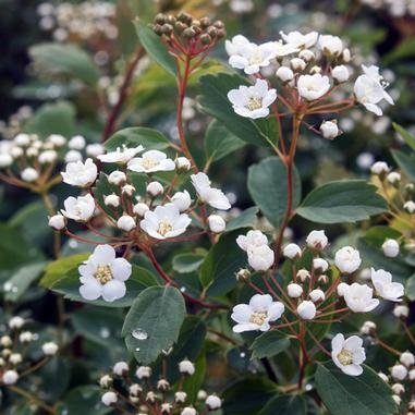 Spirea Renaissance