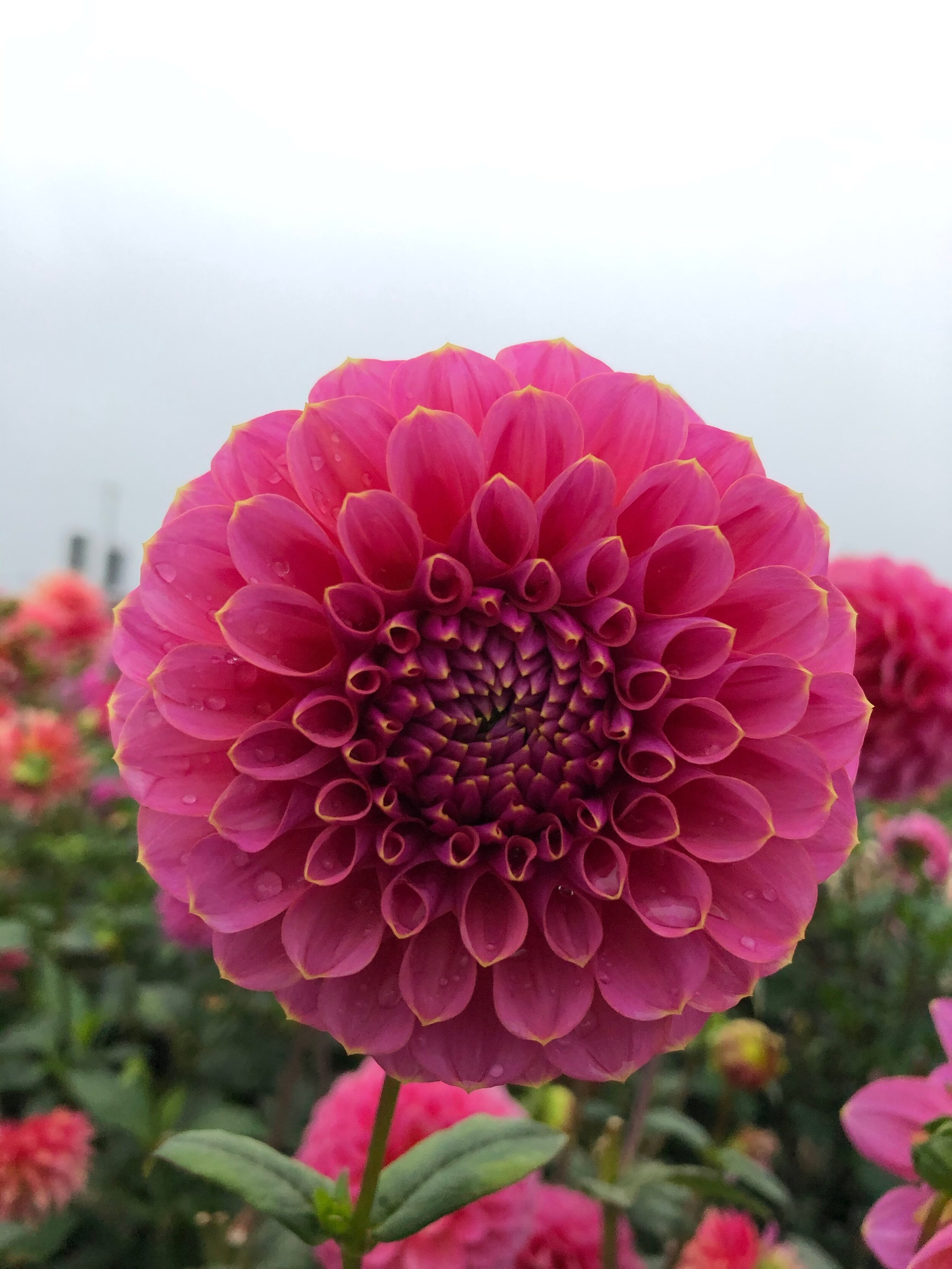 Dahlia Gc Pink Lemonade