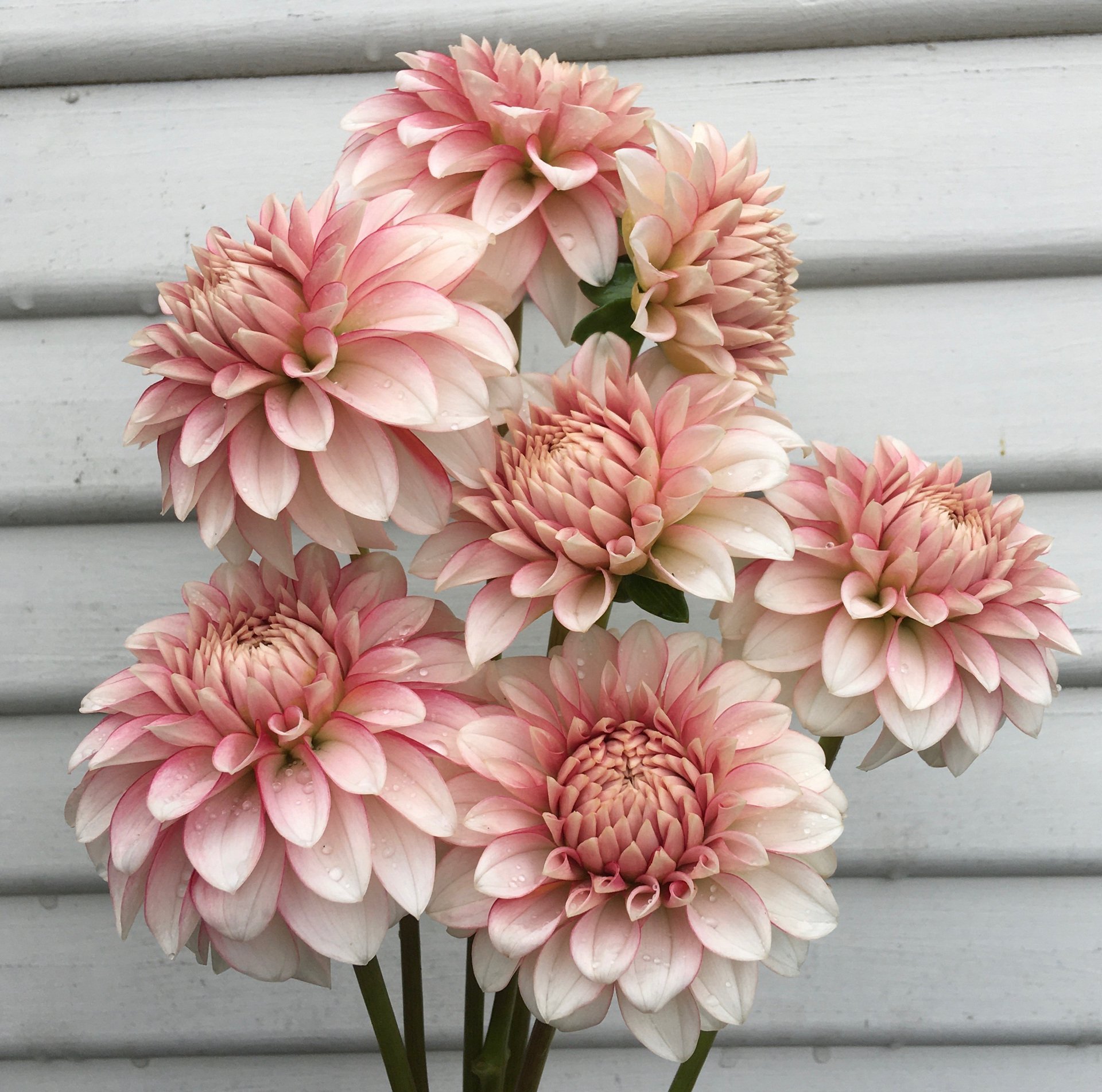 Dahlia KA's Mocha Jo