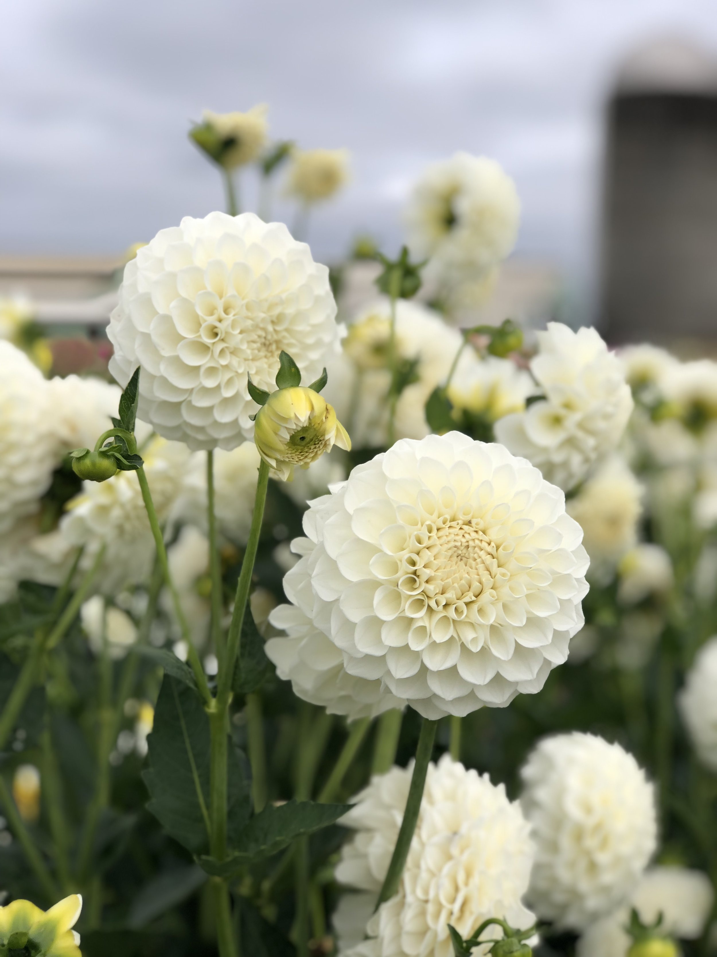 Dahlia Brookside Snowball